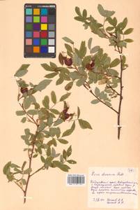 Rosa davurica Pall., Siberia, Russian Far East (S6) (Russia)