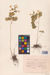 Isopyrum thalictroides L., Eastern Europe, South Ukrainian region (E12) (Ukraine)