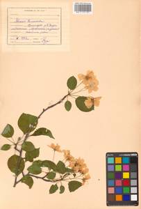 Malus baccata (L.) Borkh., Siberia, Russian Far East (S6) (Russia)