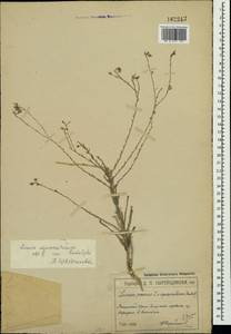 Linum austriacum subsp. squamulosum (Juz.), Crimea (KRYM) (Russia)