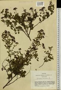 Spiraea trilobata L., Siberia, Altai & Sayany Mountains (S2) (Russia)