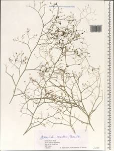 Gypsophila capillaris, South Asia, South Asia (Asia outside ex-Soviet states and Mongolia) (ASIA) (Israel)