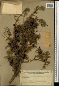 Juniperus communis var. hemisphaerica (C.Presl) Parl., Caucasus, Azerbaijan (K6) (Azerbaijan)