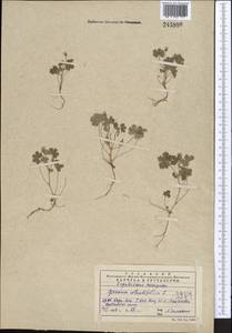 Geranium rotundifolium L., Middle Asia, Western Tian Shan & Karatau (M3) (Kazakhstan)