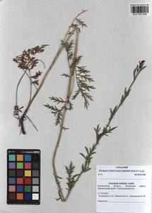 Artemisia latifolia Ledeb., Siberia, Altai & Sayany Mountains (S2) (Russia)