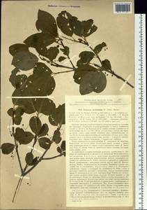 Euonymus sachalinensis (F. Schmidt) Maxim., Siberia, Russian Far East (S6) (Russia)