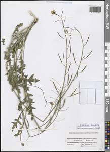 Diplotaxis tenuifolia (L.) DC., Caucasus, Black Sea Shore (from Novorossiysk to Adler) (K3) (Russia)