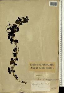 Cissampelos capensis L. fil., Africa (AFR) (South Africa)