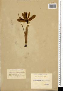 Iris reticulata M.Bieb., Caucasus, Georgia (K4) (Georgia)