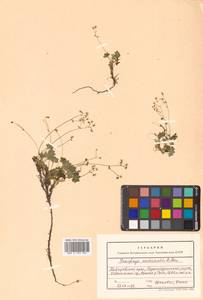 Micranthes nudicaulis (D. Don) Gornall & H. Ohba, Siberia, Russian Far East (S6) (Russia)