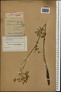 Pastinaca pimpinellifolia M. Bieb., Caucasus (no precise locality) (K0)