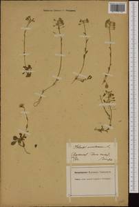 Noccaea fendleri subsp. glauca (A. Nelson) Al-Shehbaz & M. Koch, Western Europe (EUR) (Switzerland)