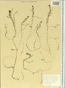 Utricularia minor L., Eastern Europe, Northern region (E1) (Russia)