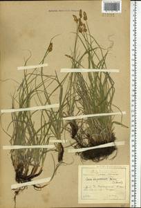 Carex argunensis Turcz. ex Trevir., Siberia, Baikal & Transbaikal region (S4) (Russia)