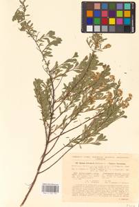 Spiraea crenata subsp. crenata, Eastern Europe, North Ukrainian region (E11) (Ukraine)