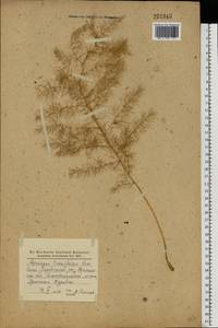 Asparagus tenuifolius Lam., Eastern Europe, South Ukrainian region (E12) (Ukraine)
