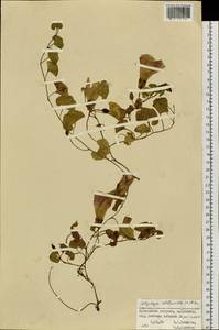 Calystegia soldanella (L.) R. Br., Siberia, Russian Far East (S6) (Russia)