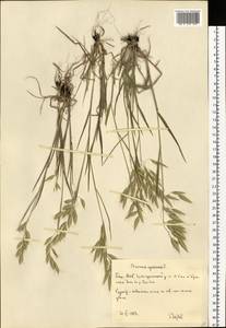 Bromus squarrosus L., Eastern Europe, Eastern region (E10) (Russia)