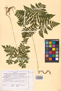 Dryopteris amurensis (Milde) Christ, Siberia, Russian Far East (S6) (Russia)