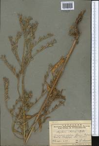 Anchusa azurea Mill., Middle Asia, Pamir & Pamiro-Alai (M2) (Tajikistan)
