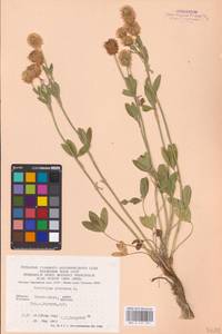 Trifolium montanum L., Eastern Europe, West Ukrainian region (E13) (Ukraine)