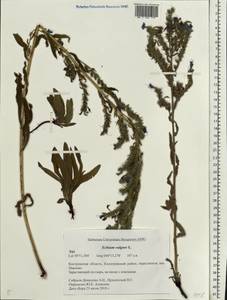 Echium vulgare L., Eastern Europe, Central forest region (E5) (Russia)
