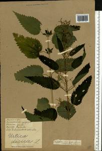 Urtica dioica L., Eastern Europe, North Ukrainian region (E11) (Ukraine)