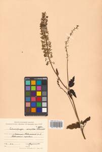 Actaea simplex (DC.) Wormsk. ex Fisch. & C. A. Mey., Siberia, Russian Far East (S6) (Russia)