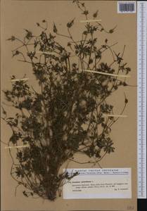 Geranium columbinum L., Western Europe (EUR) (Italy)