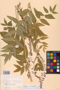 Galega orientalis Lam., Eastern Europe, West Ukrainian region (E13) (Ukraine)