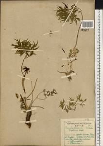 Cenolophium fischeri (Spreng.) W. D. J. Koch, Eastern Europe, Northern region (E1) (Russia)