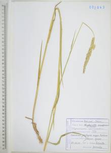 Phalaris arundinacea L., Siberia, Russian Far East (S6) (Russia)