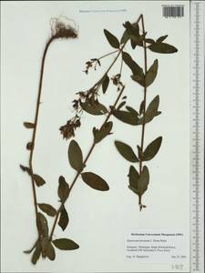 Hypericum hirsutum L., Western Europe (EUR) (Germany)