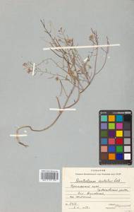 Dontostemon dentatus (Bunge) C. A. Mey. ex Ledeb., Siberia, Russian Far East (S6) (Russia)