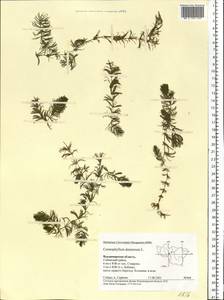 Ceratophyllum demersum L., Eastern Europe, Central region (E4) (Russia)