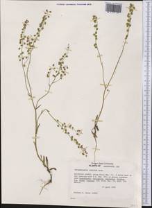 Thysanocarpus curvipes Hook., America (AMER) (United States)
