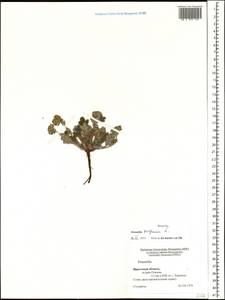 Potentilla pensylvanica L., Siberia, Baikal & Transbaikal region (S4) (Russia)