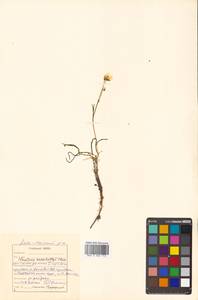 Claytonia acutifolia Pall. ex Willd., Siberia, Russian Far East (S6) (Russia)