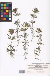 Galium spurium L., Eastern Europe, Lower Volga region (E9) (Russia)