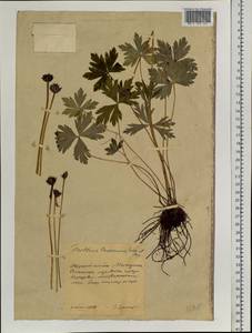 Trollius riederianus Fisch. & C.A.Mey., Siberia, Chukotka & Kamchatka (S7) (Russia)