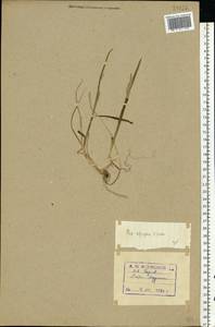 Poa alpigena Lindm., Eastern Europe, Northern region (E1) (Russia)