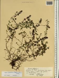 Thymus pulegioides L., Eastern Europe, North-Western region (E2) (Russia)