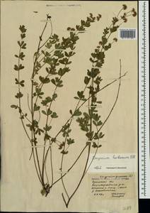 Dorycnium pentaphyllum subsp. herbaceum (Vill.)Rouy, Crimea (KRYM) (Russia)