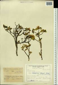 Rhododendron adamsii Rehder, Siberia, Baikal & Transbaikal region (S4) (Russia)