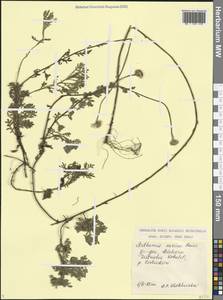 Cota tinctoria subsp. euxina (Boiss.) Oberpr. & Greuter, Caucasus, Georgia (K4) (Georgia)