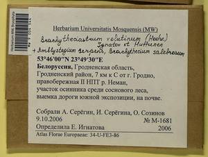 Amblystegium serpens (Hedw.) Schimp., Bryophytes, Bryophytes - Belarus (B2) (Belarus)