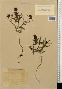 Melampyrum caucasicum Bunge, Caucasus, Stavropol Krai, Karachay-Cherkessia & Kabardino-Balkaria (K1b) (Russia)