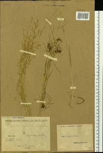 Agrostis, Siberia, Altai & Sayany Mountains (S2) (Russia)