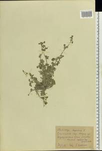 Medicago lupulina L., Eastern Europe, North Ukrainian region (E11) (Ukraine)