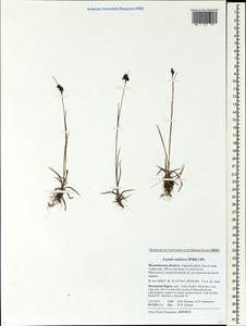 Luzula sudetica (Willd.) Schult., Eastern Europe, Northern region (E1) (Russia)
